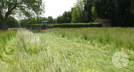 foin de crau aop