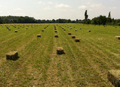 foin de crau paquets