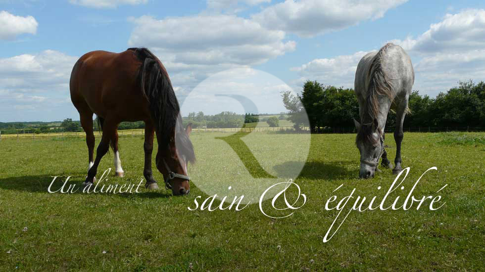 Foin de Crau Chevaux