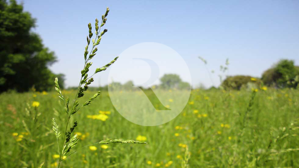 Prix Foin de crau 2025