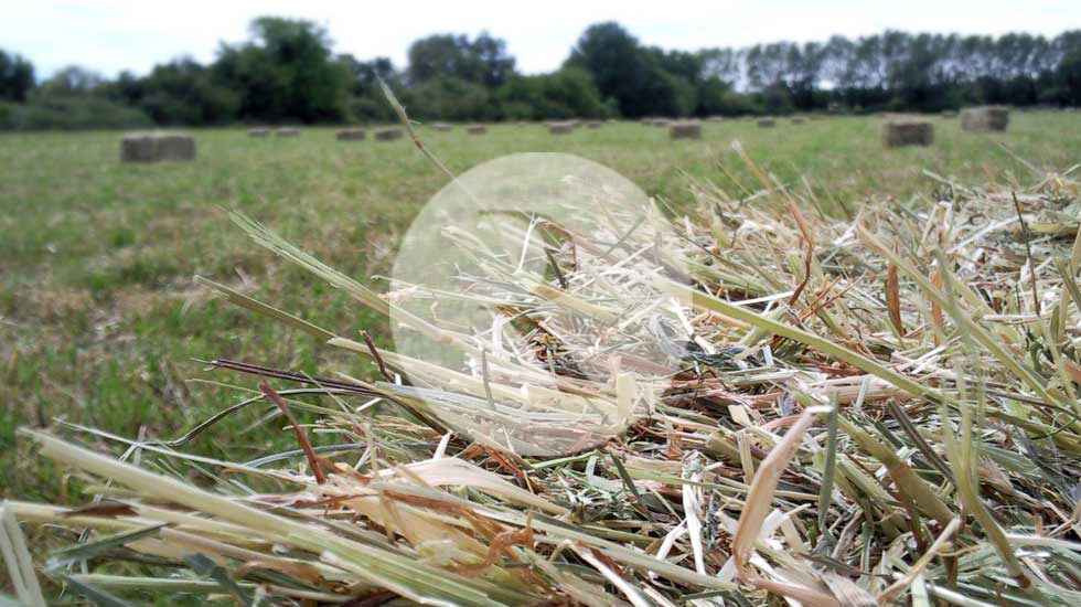 Foin de Crau Composition