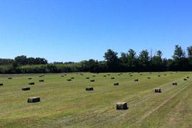 Foin de crau chevaux - Photos - Mas Regardevenir