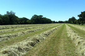 foin de crau pour chevaux